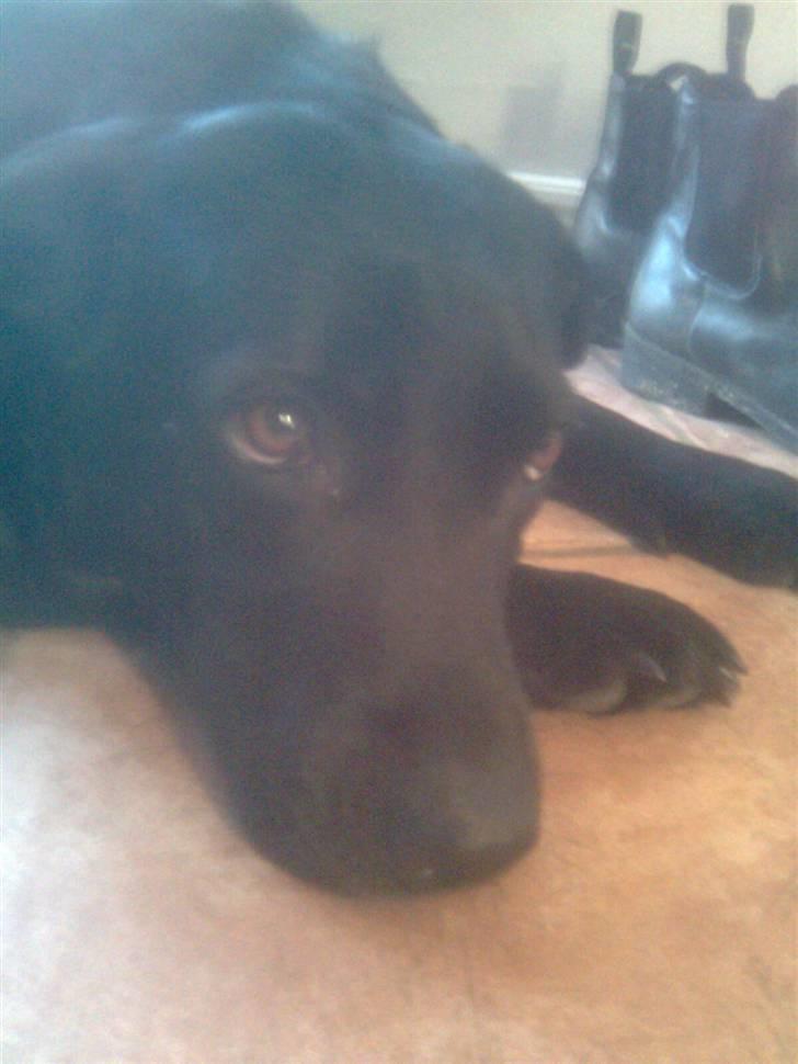 Labrador retriever Chili - Chili : ) billede 5