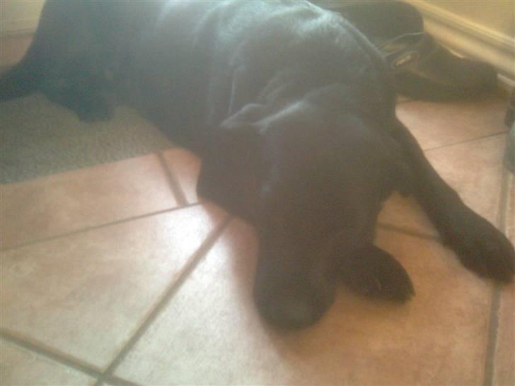 Labrador retriever Chili - Chili :D billede 6