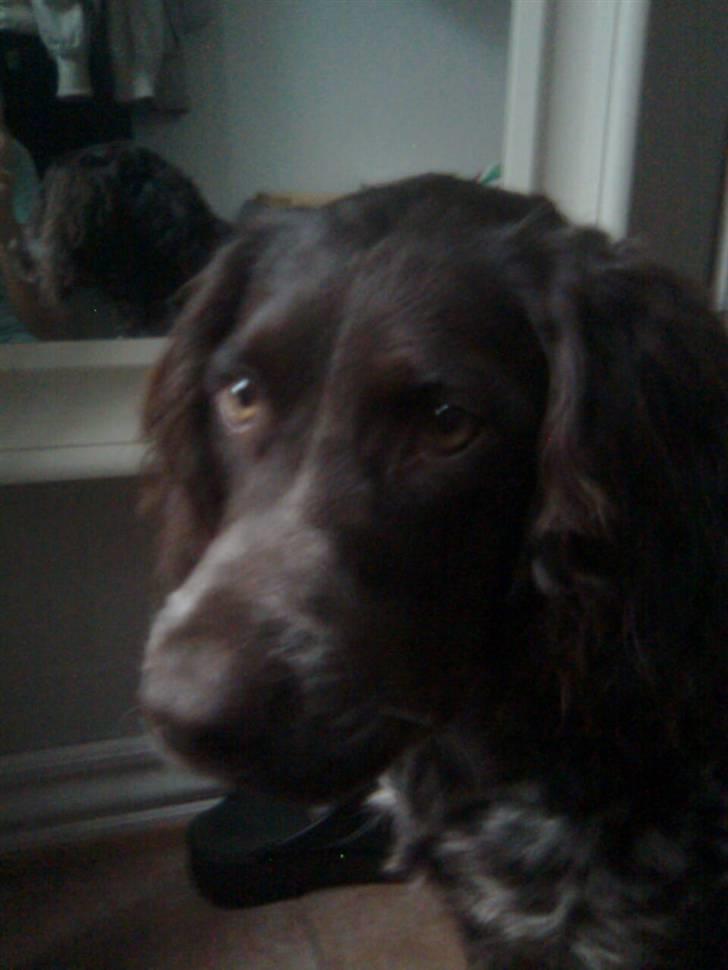 Tysk wachtelhund Pinie - Fotomodellen : ) billede 6