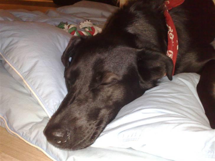 Blanding af racer Anja billede 1