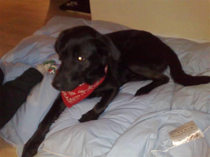 Blanding af racer Anja billede 2