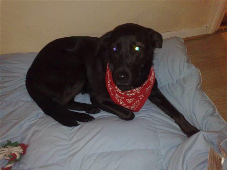 Blanding af racer Anja billede 3