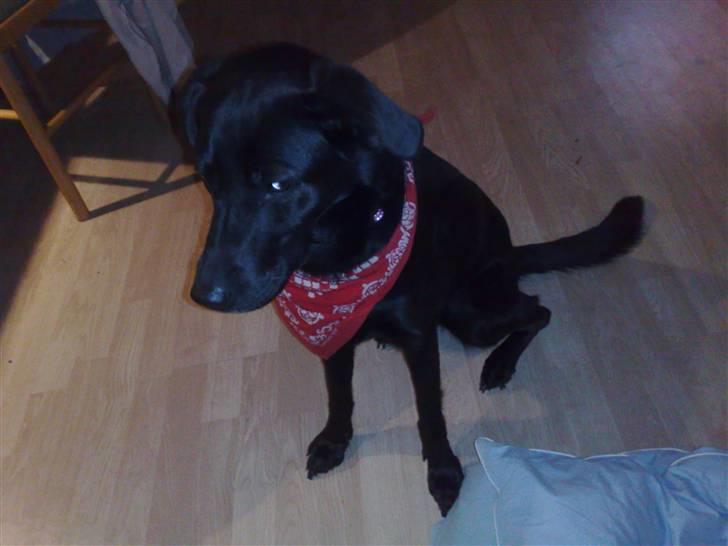 Blanding af racer Anja billede 4