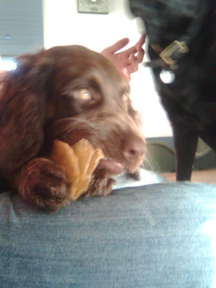Tysk wachtelhund Pinie - Pinie gumler i et kødben imens hun lægger på mig : ) billede 7