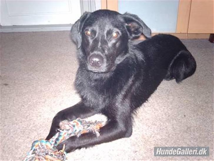 Blanding af racer Anja billede 5