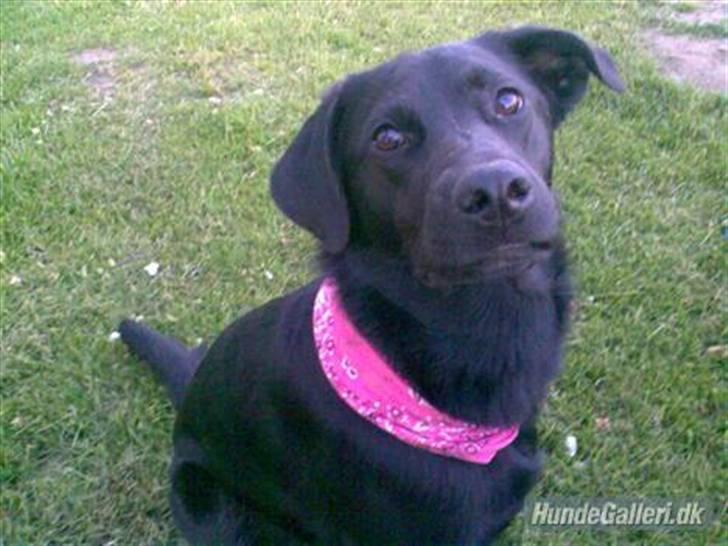 Blanding af racer Anja billede 6