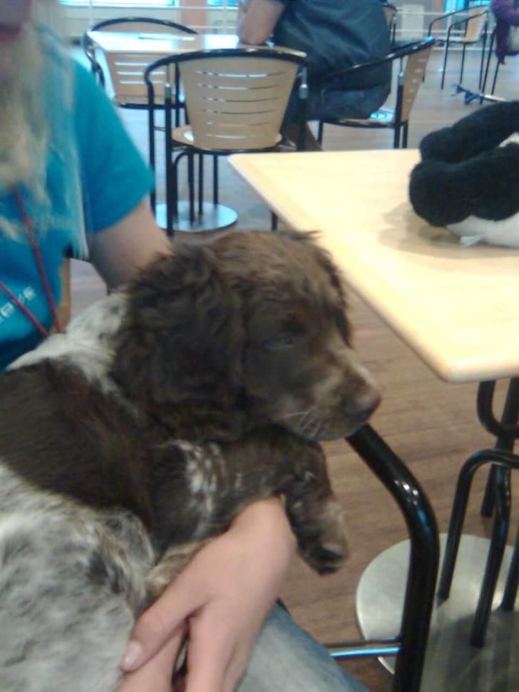 Tysk wachtelhund Pinie - I lufthavnen :) billede 8