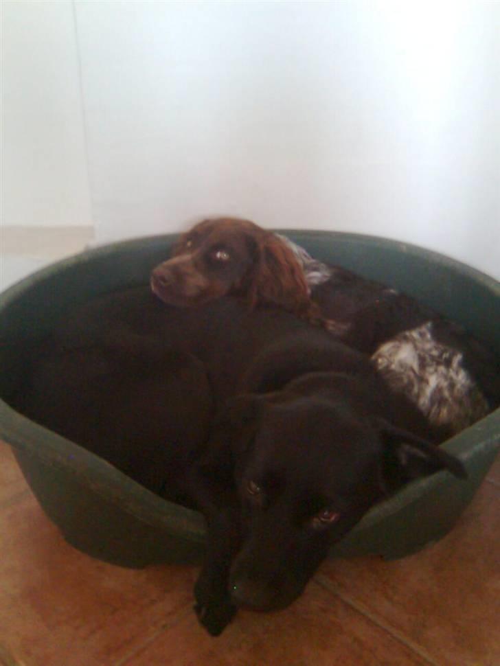 Tysk wachtelhund Pinie - Pinie: Bagerst, Chili: Forest billede 9