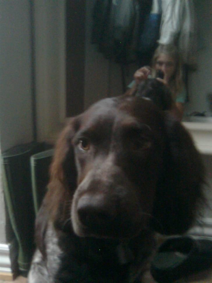 Tysk wachtelhund Pinie - Fotomodel igen ;) (Mig i spejlet) billede 10