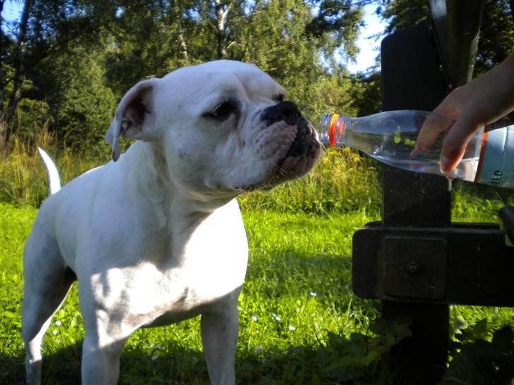 Amerikansk bulldog Micha R.I.P 2010 billede 7