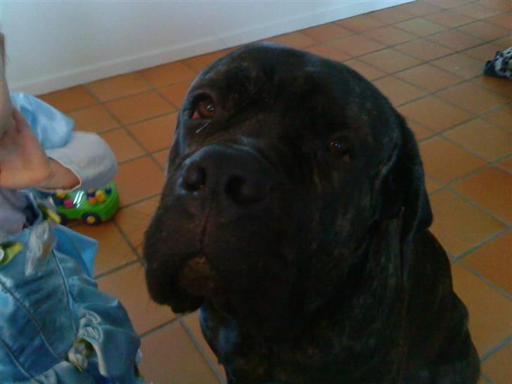 Cane corso Tøffe billede 3