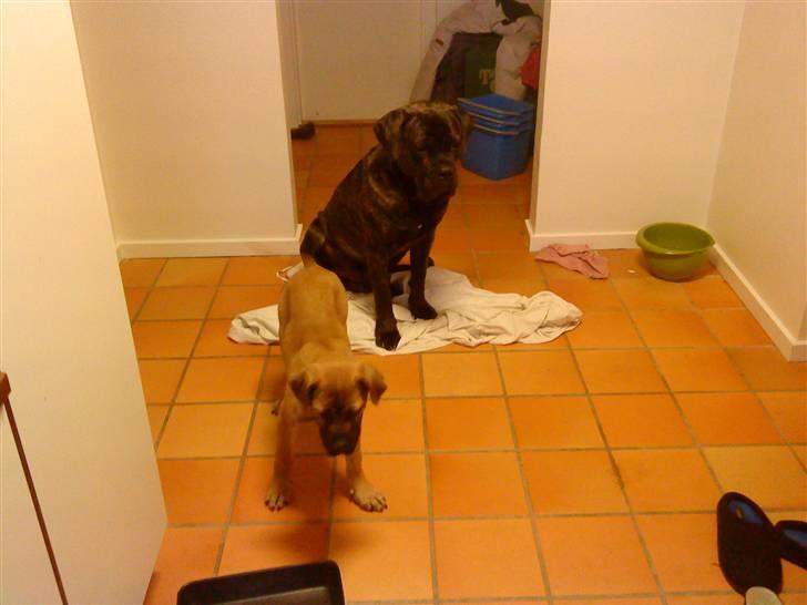 Cane corso Tøffe billede 4