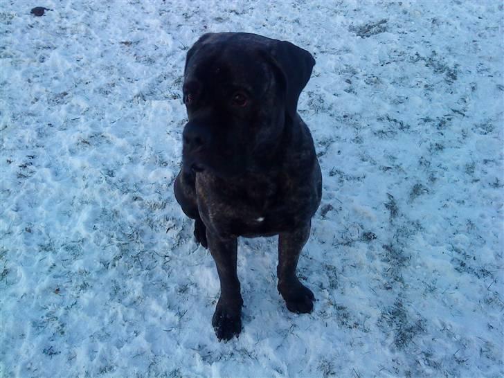 Cane corso Tøffe billede 5