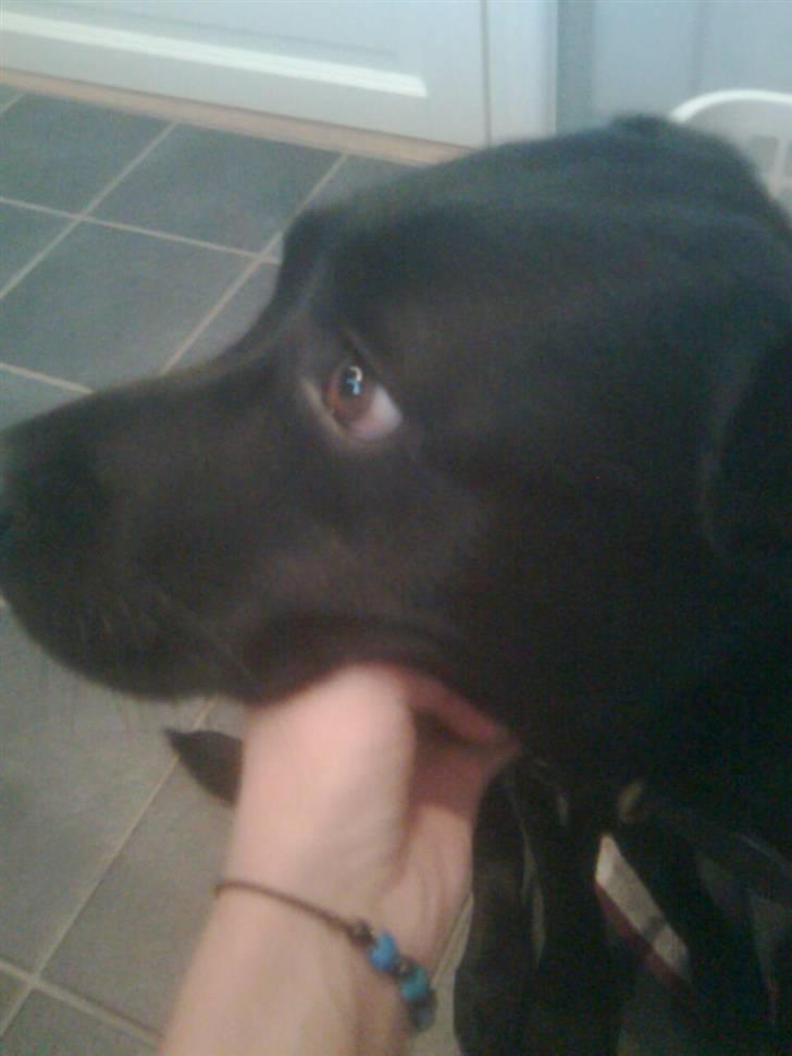 Labrador retriever Chili - Model : ) billede 7