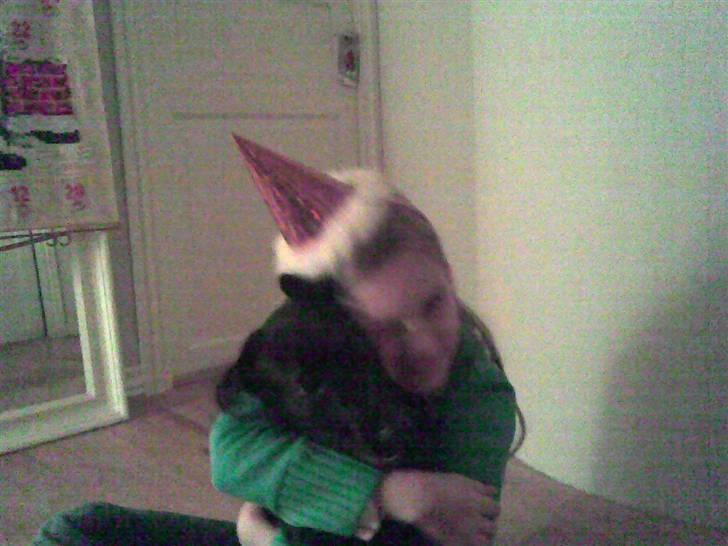 Labrador retriever Chili - Nytårs aften for lang tid siden :)    (Vi driller hinanden) billede 8