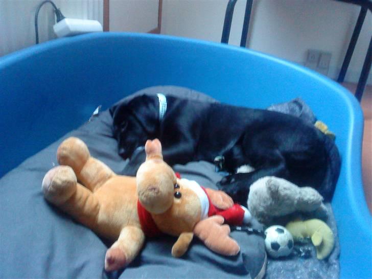 Blanding af racer Tayson billede 8