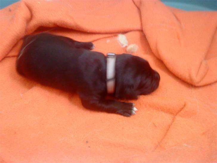 Blanding af racer Tayson - 1 Uge gammel billede 9