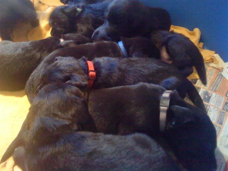 Blanding af racer Tayson - 3 Uger ligger og sover med mine søskene billede 10