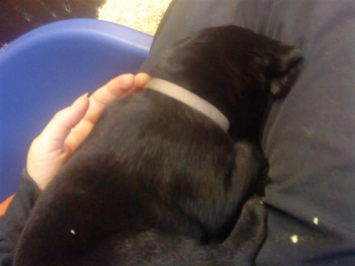 Blanding af racer Tayson - 1 Mdr gammel  billede 11