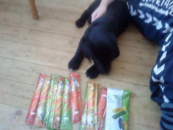 Blanding af racer Tayson - luk dem nu op Mor !! billede 12