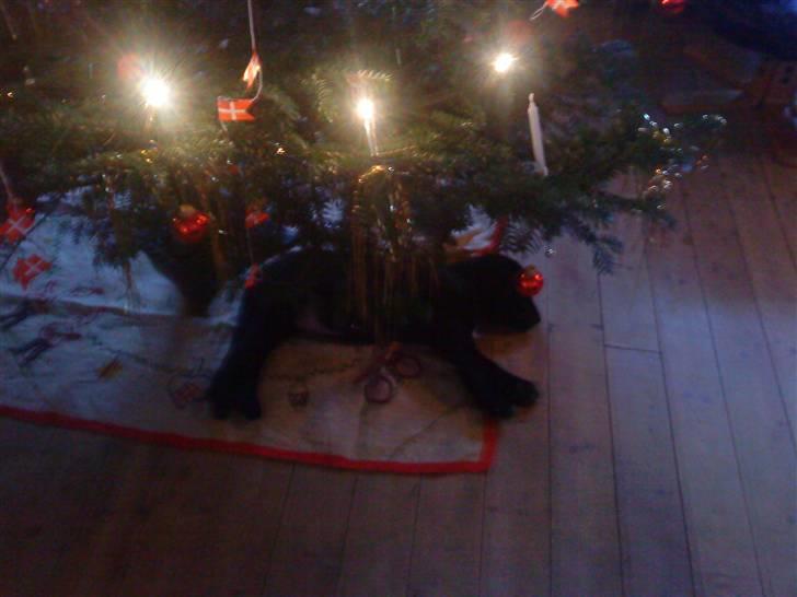 Blanding af racer Tayson - Jule aften. hvor er alle mine gaver hende :) ? billede 13