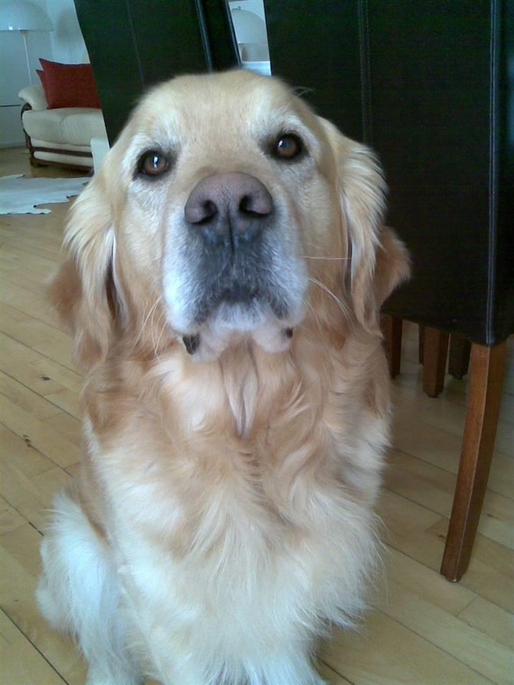 Golden retriever Figo - Er jeg ikke bare dejlig):) billede 16