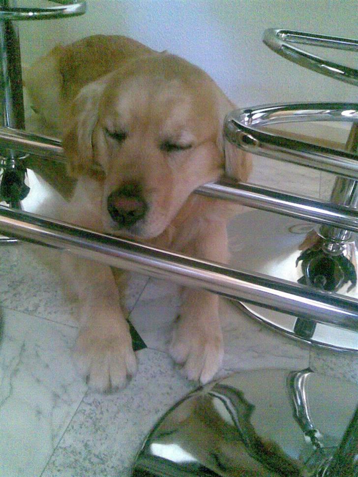 Golden retriever Figo - Er bare så træt, var jo i hundeskoven 3 timer:) billede 17