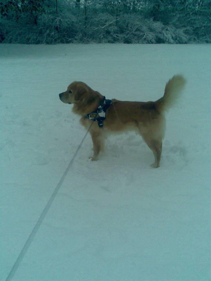 Golden retriever Figo - Sikke meget sne. billede 18