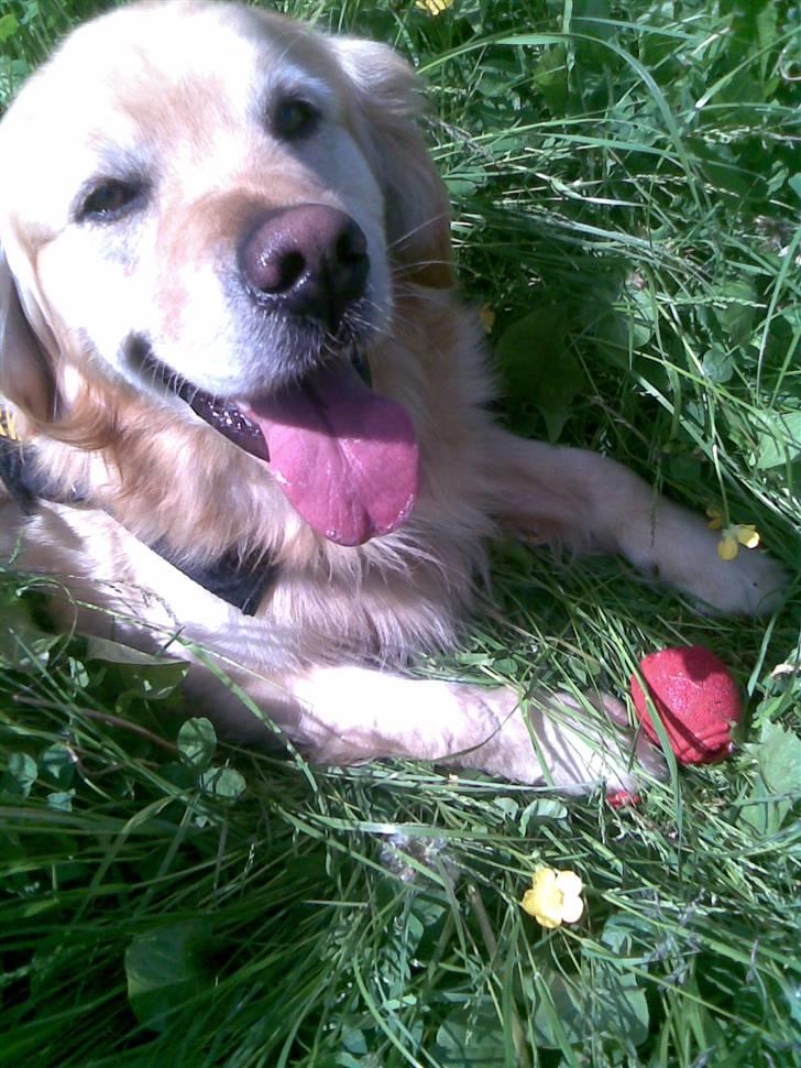 Golden retriever Figo - Er jeg ikke en charmetrold:) billede 19