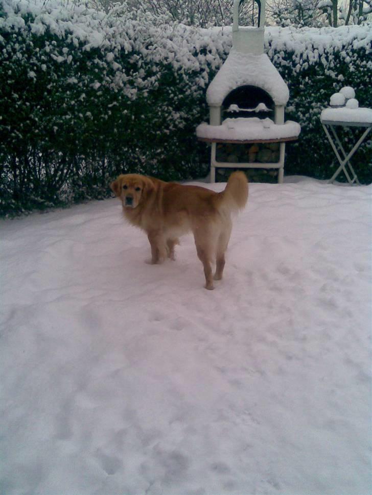 Golden retriever Figo - Er du ikke snart færdig med at ta billeder af mig mor:) billede 20