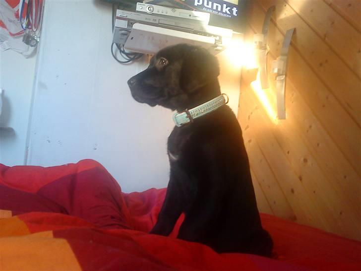 Blanding af racer Tayson - 12 uger. sidder liger i sengen og kigger mig liger i spejlet. Jeg er lækker ;) billede 14