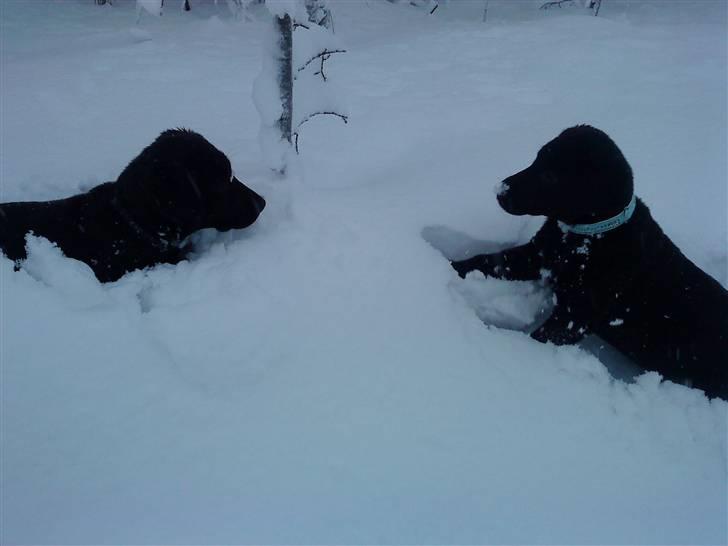 Blanding af racer Tayson billede 15