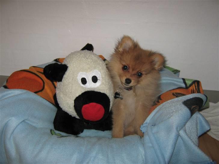 Pomeranian Tim *Død 20/4-2011* R.I.P - Tim og hans legekammerat grisepjok :) billede 7