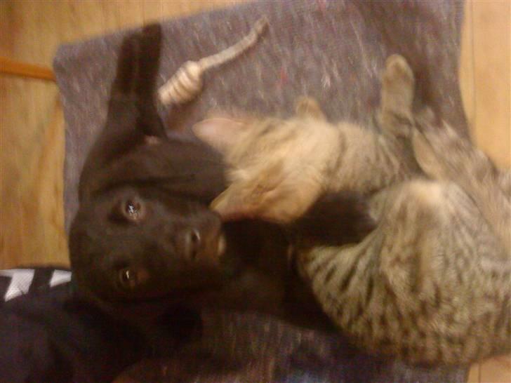 Blanding af racer Tayson - Min bedste ven :)  billede 16