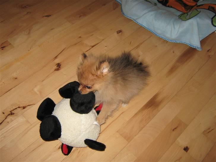 Pomeranian Tim *Død 20/4-2011* R.I.P - Der er de godt igang :) Tim vinder hver gang. HeHe billede 8