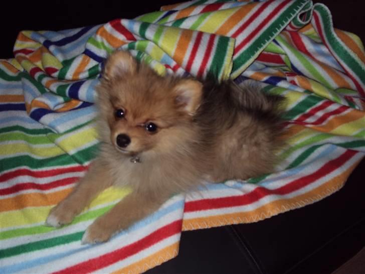 Pomeranian Tim *Død 20/4-2011* R.I.P billede 9