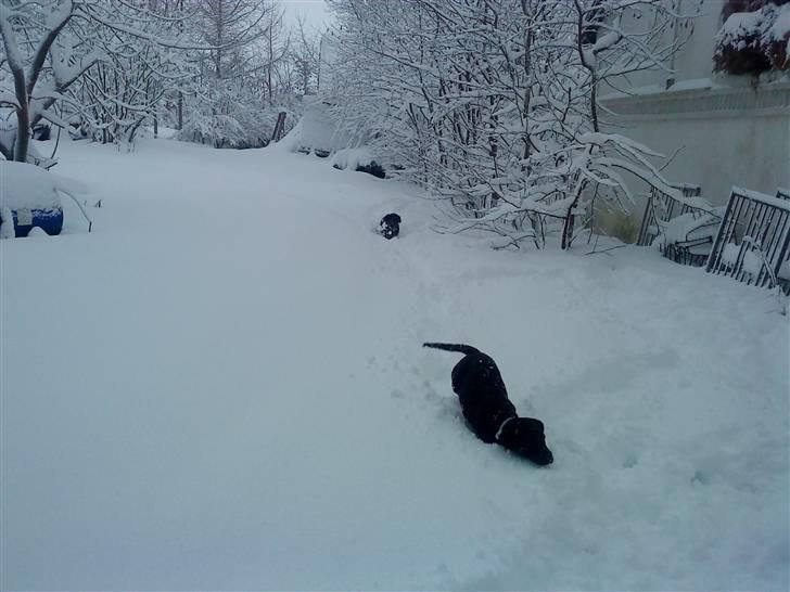 Blanding af racer Tayson billede 17