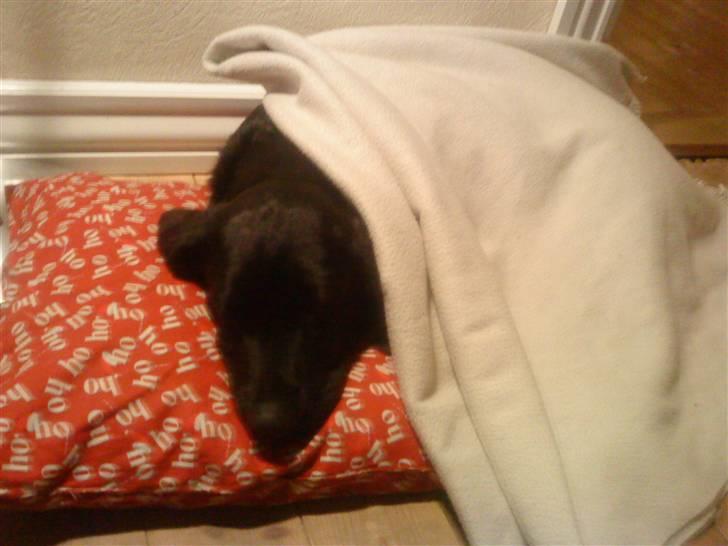 Blanding af racer Tayson billede 18