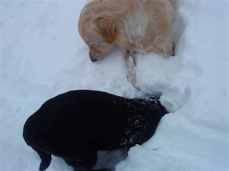 Blanding af racer Tayson - Han har lige fundet nogt blod :) billede 19