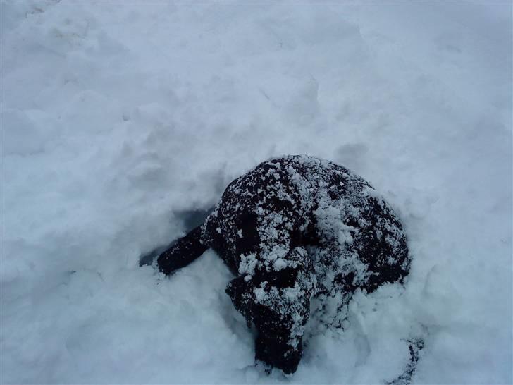 Blanding af racer Tayson billede 20