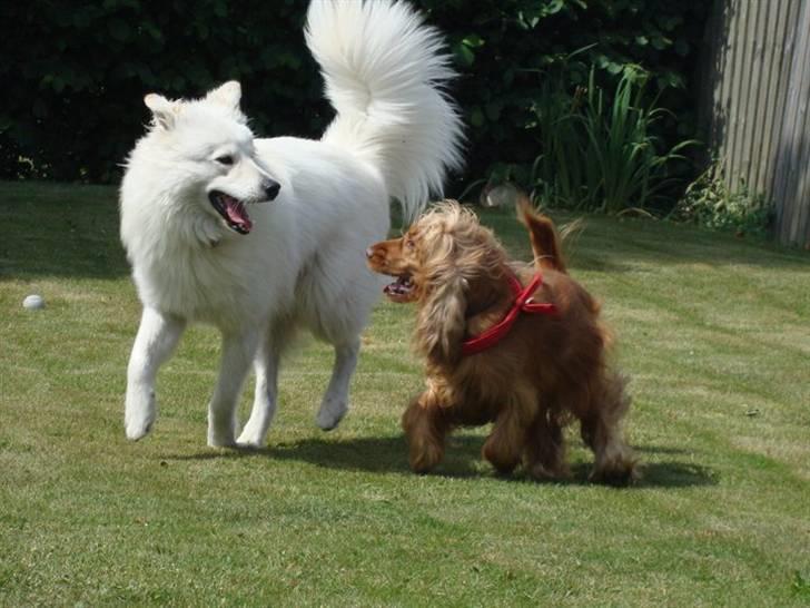 Samojedhund / labrador. Buddy - Velkommen :) *KÆRLIGHED VED FØRSTE VUF* <3 Buddy og Tilde sommeren 2010 billede 1