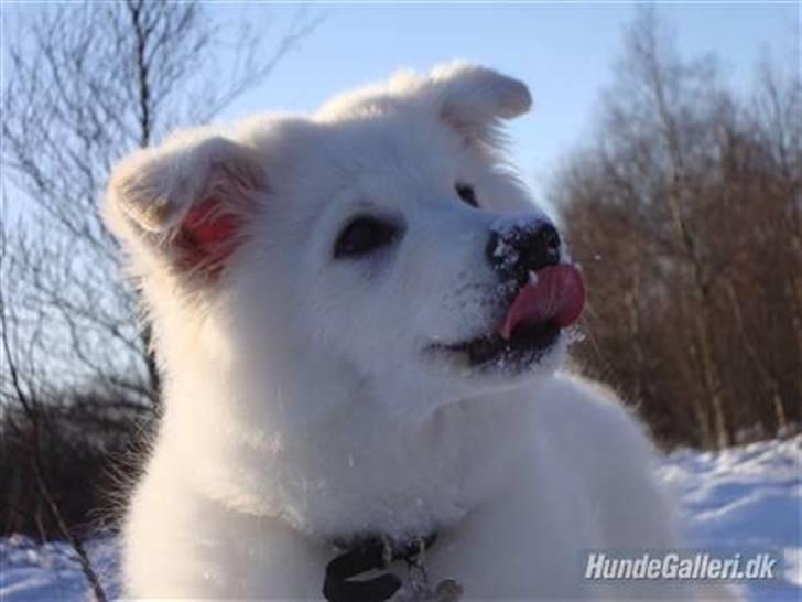 Samojedhund / labrador. Buddy - (Billede 2) billede 2