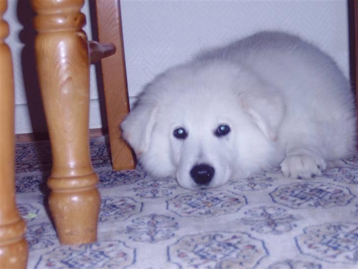 Samojedhund / labrador. Buddy - (billede 3) billede 3