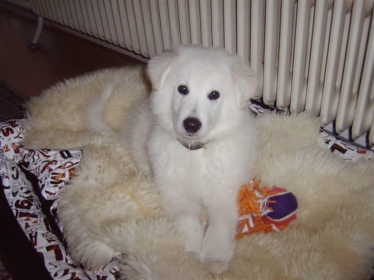 Samojedhund / labrador. Buddy - I kurven :D (billede 4)  billede 4