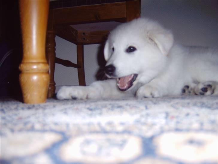 Samojedhund / labrador. Buddy - (billede 5) billede 5