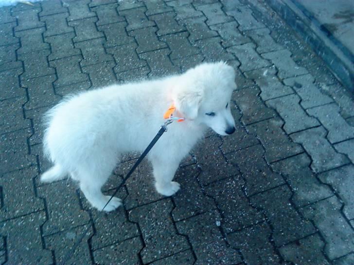 Samojedhund / labrador. Buddy - Min skønneste dag.. Jeg fik endelig min helt egen hund! (billede 6) billede 6