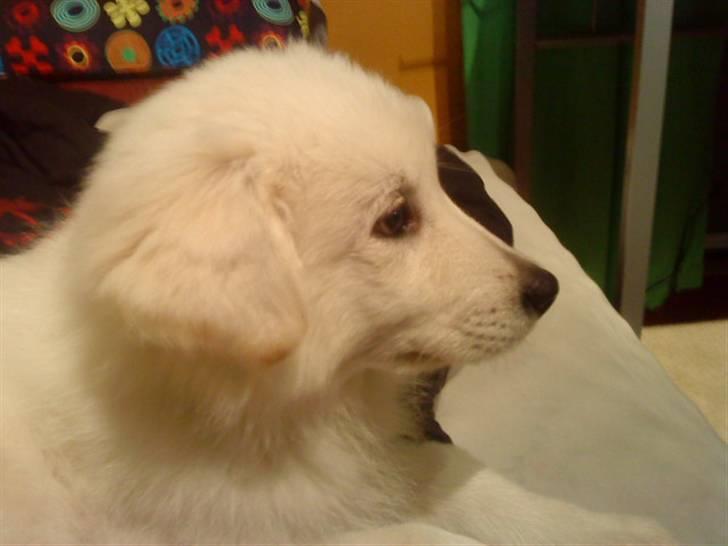 Samojedhund / labrador. Buddy - Da vi kom hjem var den lille basse meeget træt efter den lange køretur fra middelfart til herning.. (Billede 7) billede 7