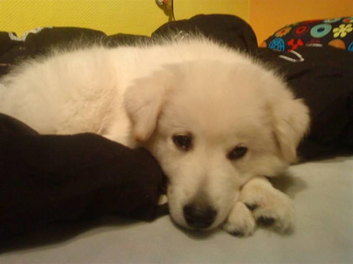 Samojedhund / labrador. Buddy - igen... (Billede 8) billede 8