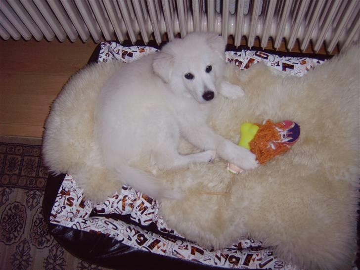 Samojedhund / labrador. Buddy - I kurven.. (billede 9) billede 9