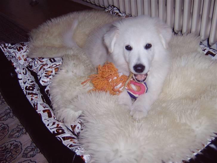 Samojedhund / labrador. Buddy - (Billede 10) billede 10